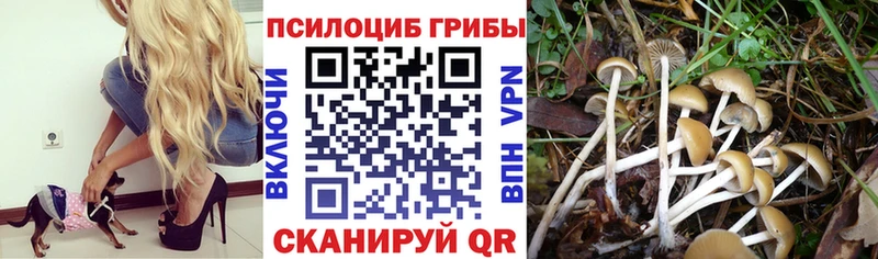 Галлюциногенные грибы Cubensis  дарк нет состав  Нытва 